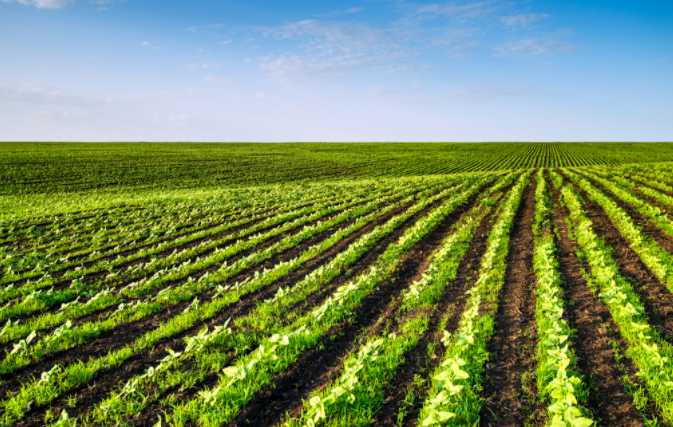 土壤缺什么？補(bǔ)什么?